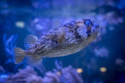 The Aquarium de Paris: An Underwater Experience by the Trocadéro