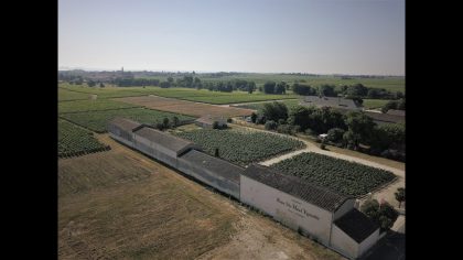Medoc Vineyards