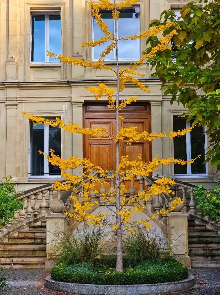 עץ הגינקו בחצר של Hôtel de Blémont, בית ה-SACD ב-11 bis rue Ballu