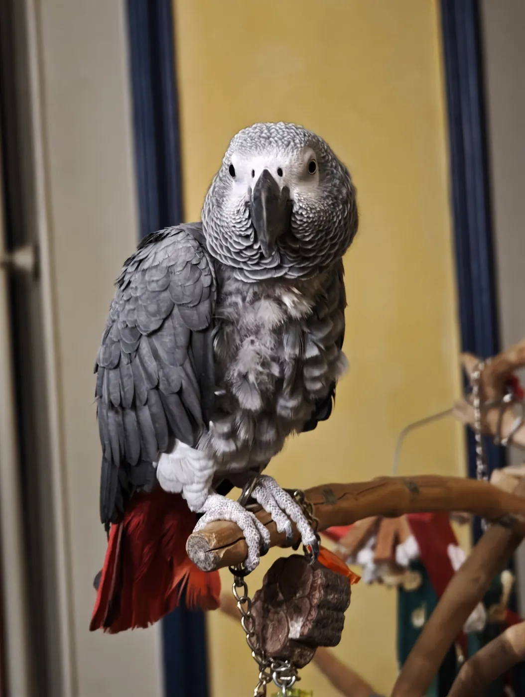 The parrot belonging to the owners of the Les Maréchaux hotel in Auxerre. Photo: Zvi Chazanov