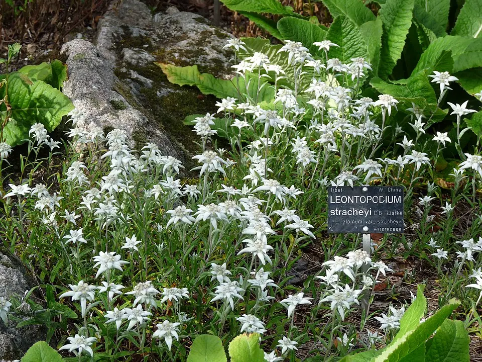 A bed of edelweiss (Leontopodium) in an alpine garden