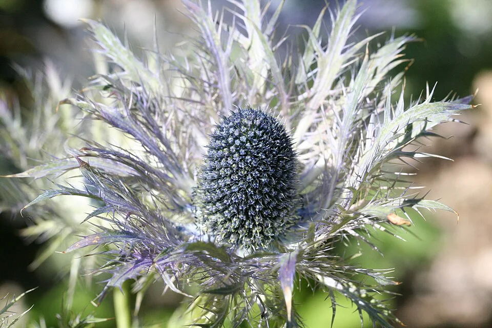 A spiky mountain plant in the Alpine Garden of Haut-Chitelet